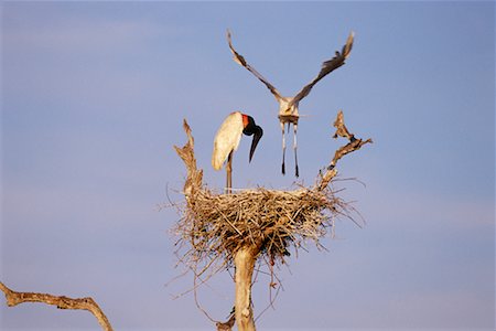 simsearch:700-00168646,k - Jabiru Storks at Nest Stock Photo - Rights-Managed, Code: 700-00424334