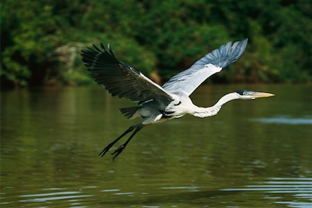 simsearch:700-00168646,k - Cocoi Heron, Pantanal, Brazil Stock Photo - Rights-Managed, Code: 700-00424361