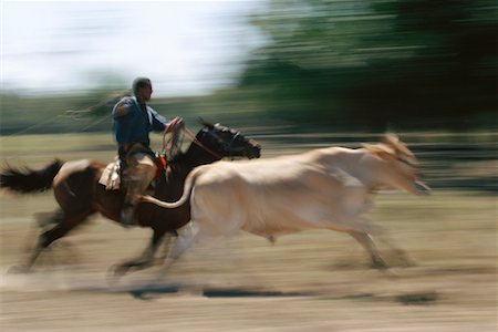 Man Lassoing Cattle Stock Photo - Rights-Managed, Code: 700-00424392