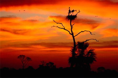 simsearch:700-00168646,k - Jabiru Stork in Tree, Pantanal, Brazil Stock Photo - Rights-Managed, Code: 700-00424404