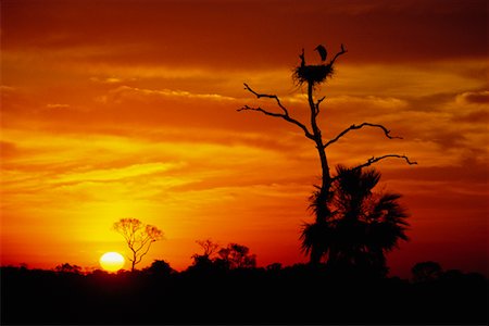 simsearch:700-00168646,k - Jabiru Stork Nest at Sunrise, Pantanal, Transpantaneira, Brazil Stock Photo - Rights-Managed, Code: 700-00424401