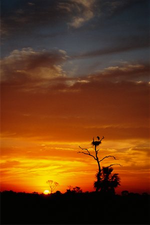 simsearch:700-00168646,k - Jabiru Stork Nest at Sunrise, Pantanal, Transpantaneira, Brazil Stock Photo - Rights-Managed, Code: 700-00424402