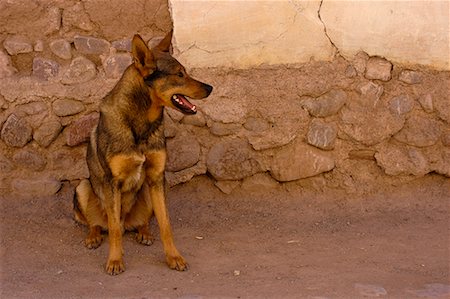 simsearch:700-00481653,k - Dog Sitting Outside of Building, Humahuaca, Jujuy Province, Argentina Stock Photo - Rights-Managed, Code: 700-00424935