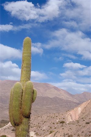 Cardones Cactus in Desert, Salta Province, Argentina Stock Photo - Rights-Managed, Code: 700-00424939