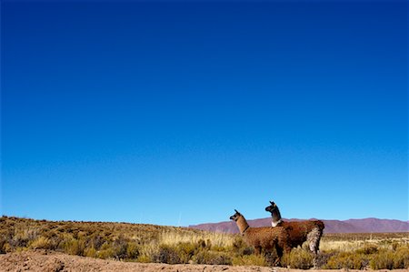 simsearch:700-00481653,k - Llamas, Puesto del Marques, Abra Pampa, Jujuy Province, Argentina Stock Photo - Rights-Managed, Code: 700-00424931
