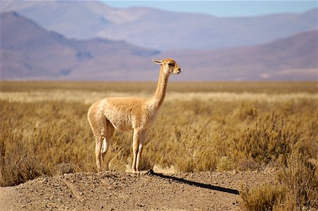 simsearch:700-00481653,k - Vicuna, Abra Pampa, Jujuy Province Argentina Stock Photo - Rights-Managed, Code: 700-00424933