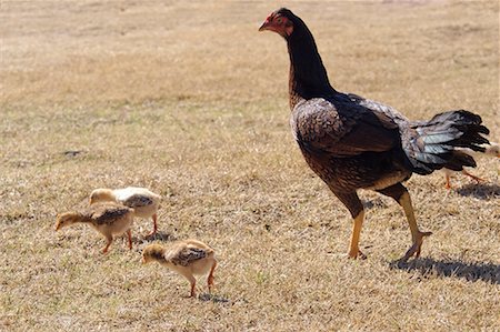 simsearch:700-00481653,k - Chicken Walking with Baby Chicks Stock Photo - Rights-Managed, Code: 700-00424942
