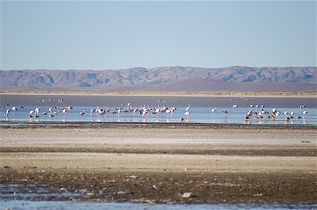 simsearch:700-00481653,k - Flamingos Laguna de Pozuelos, Jujuy Province, Argentina Stock Photo - Rights-Managed, Code: 700-00424958