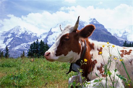 Cow by Mountains Bernese Alps, Switzerland Stock Photo - Rights-Managed, Code: 700-00425298