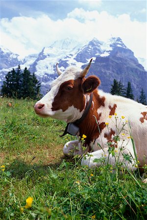 Cow by Mountains Bernese Alps, Switzerland Stock Photo - Rights-Managed, Code: 700-00425299