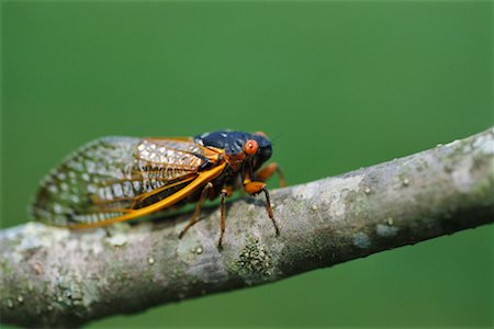 simsearch:700-00194432,k - Cicada on Branch Stock Photo - Rights-Managed, Code: 700-00425668