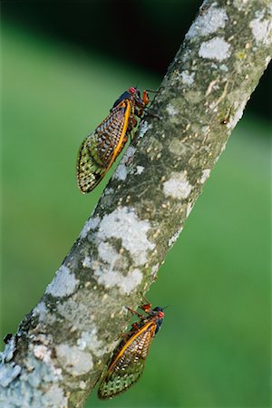 simsearch:700-00194432,k - Cicadas on Branch Stock Photo - Rights-Managed, Code: 700-00425669