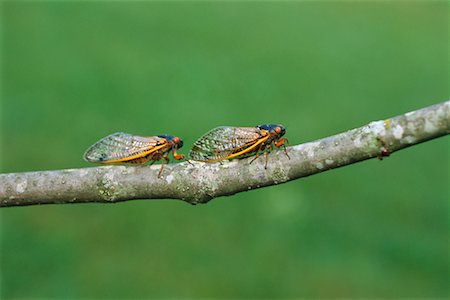 simsearch:700-00194432,k - Cicadas on Branch Stock Photo - Rights-Managed, Code: 700-00425670