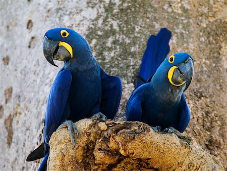 simsearch:700-00168646,k - Hyacinth Macaws Stock Photo - Rights-Managed, Code: 700-00426071