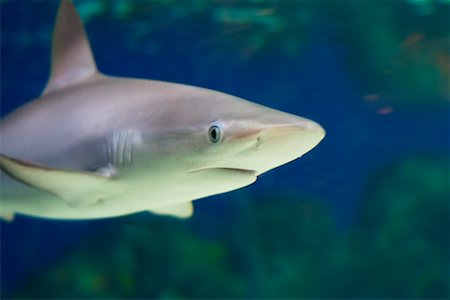 Mako Shark Stockbilder - Lizenzpflichtiges, Bildnummer: 700-00429957