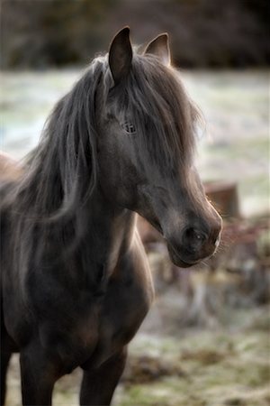 Lusitano Horse Stock Photo - Rights-Managed, Code: 700-00439398