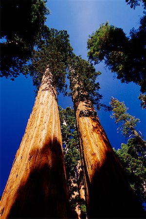 simsearch:841-07201608,k - Looking Up at Redwood Trees, California, USA Stock Photo - Rights-Managed, Code: 700-00439690