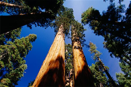 simsearch:841-07201608,k - Looking Up at Redwood Trees, California, USA Stock Photo - Rights-Managed, Code: 700-00439691