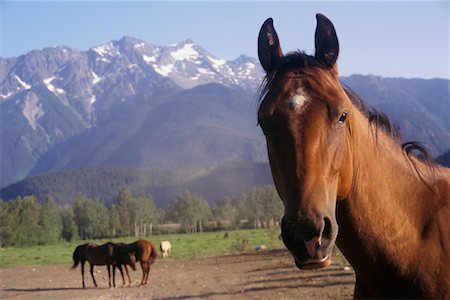 simsearch:6119-07451735,k - Horses Foto de stock - Con derechos protegidos, Código: 700-00430150