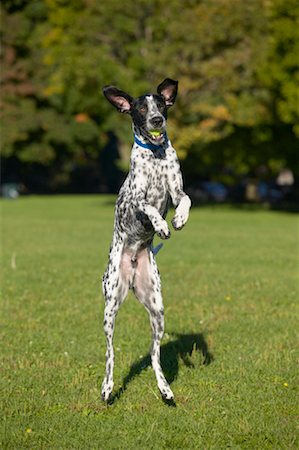 fetch - Portrait of a Dog Stock Photo - Rights-Managed, Code: 700-00430753