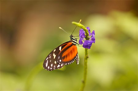 simsearch:700-00194432,k - Close-Up of Butterfly on Flower Stock Photo - Rights-Managed, Code: 700-00459709