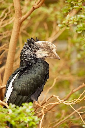 Silver-Cheeked Hornbill Stock Photo - Rights-Managed, Code: 700-00459714