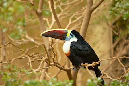 Chestnut Mandibled Toucan Stock Photo - Rights-Managed, Code: 700-00459715