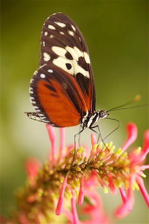 simsearch:700-00194432,k - Butterfly on Flower Stock Photo - Rights-Managed, Code: 700-00459710