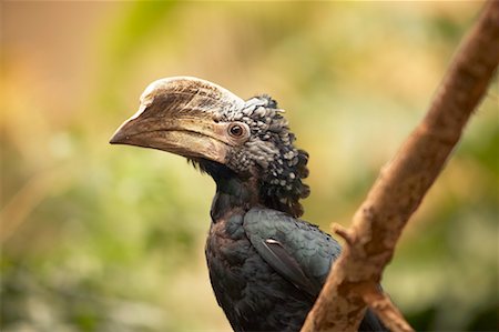 Silver-Cheeked Hornbill Stock Photo - Rights-Managed, Code: 700-00459713