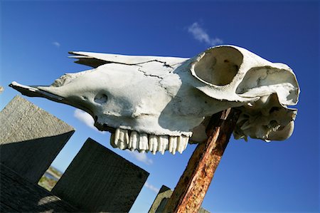 Animal Skull on Pole Stock Photo - Rights-Managed, Code: 700-00459775