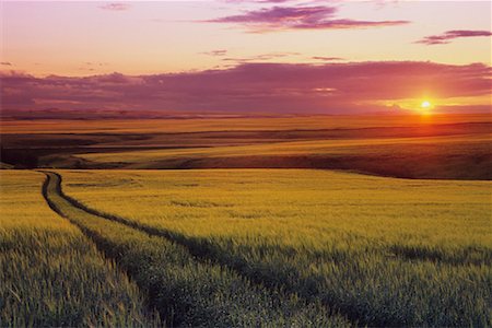 simsearch:700-00016300,k - Barley Field at Sunset, Olds, Alberta, Canada Stock Photo - Rights-Managed, Code: 700-00459918