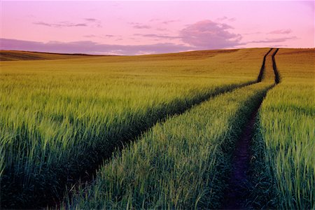 simsearch:700-00016300,k - Barley Field at Sunset, Olds, Alberta, Canada Stock Photo - Rights-Managed, Code: 700-00459919