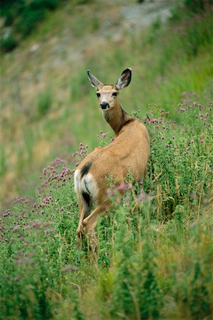 Mule Deer Stock Photo - Rights-Managed, Code: 700-00452873