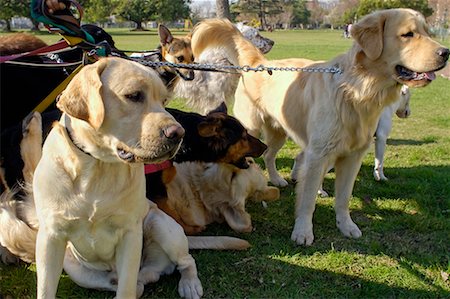 dog walker - Group of Dogs With Dog Walker, Buenos Aires, Argentina Stock Photo - Rights-Managed, Code: 700-00476603