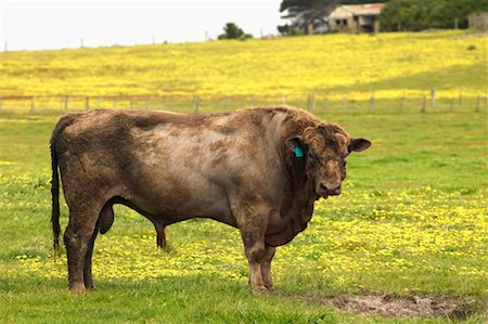 Bull, King Island, Tasmania, Australia Stock Photo - Rights-Managed, Code: 700-00477424