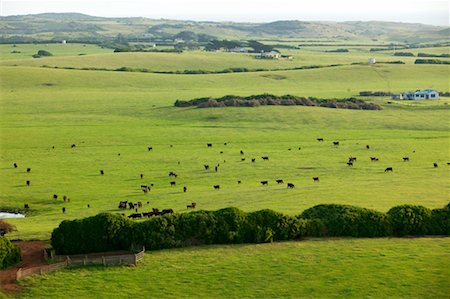 Grazing Cattle, King Island, Tasmania, Australia Stock Photo - Rights-Managed, Code: 700-00477425