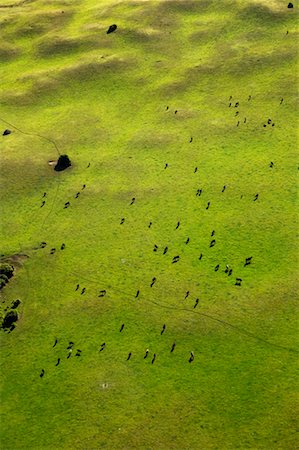 Gazing Cattle, King Island, Tasmania, Australia Stock Photo - Rights-Managed, Code: 700-00477426