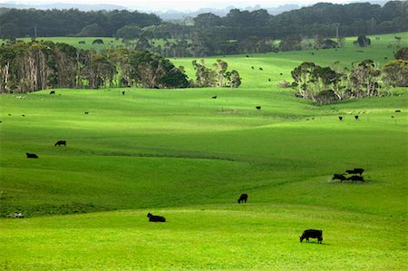 Grazing Cattle, King Island, Tasmania, Australia Stock Photo - Rights-Managed, Code: 700-00477422