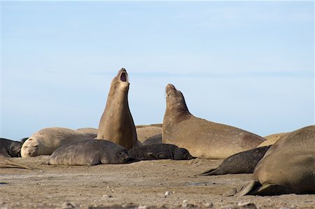 simsearch:700-00481653,k - Southern Elephant Seals Punta Delgada, Peninsula Valdez, Chubut Province, Argentina, Patagonia Stock Photo - Rights-Managed, Code: 700-00477515