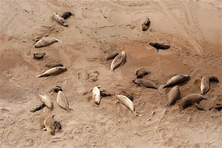 simsearch:700-00481653,k - Sea Lions, Peninsula Valdez, Chubut Province, Argentina, Patagonia Stock Photo - Rights-Managed, Code: 700-00477512
