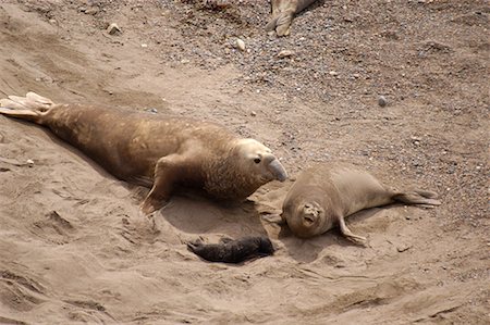 simsearch:700-00481653,k - South Elephant Seal Family Punta Delgada, Peninsula Valdez, Chubut Province, Argentina, Patagonia Stock Photo - Rights-Managed, Code: 700-00477513