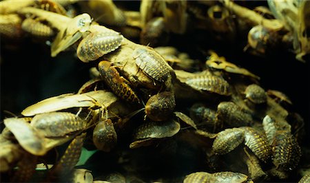 simsearch:700-00477662,k - Cockroach Colony Stock Photo - Rights-Managed, Code: 700-00477661