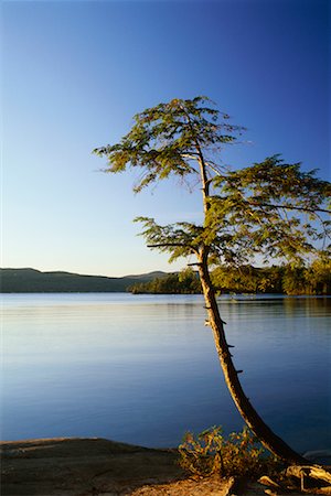 simsearch:600-02046089,k - Pine Tree on Shore, Lake George, Adirondack Park, New York, USA Stock Photo - Rights-Managed, Code: 700-00478388