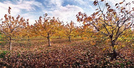 simsearch:700-00053425,k - Fruit Orchard in Autumn, St. Catharines, Ontario, Canada Stock Photo - Rights-Managed, Code: 700-00478587