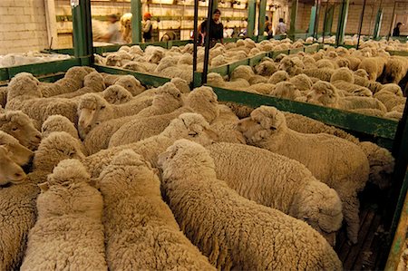 simsearch:700-00481653,k - Sheep, Peninsula Valdez, Chubut Province, Argentina, Patagonia Stock Photo - Rights-Managed, Code: 700-00481645