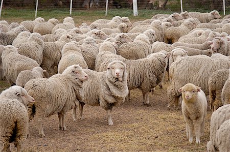 simsearch:700-00481653,k - Sheep, Peninsula Valdez, Chubut Province, Argentina, Patagonia Stock Photo - Rights-Managed, Code: 700-00481646