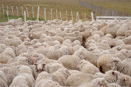 simsearch:700-00481653,k - Sheep, Peninsula Valdez, Chubut Province, Argentina, Patagonia Stock Photo - Rights-Managed, Code: 700-00481647