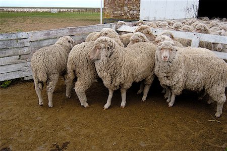 simsearch:700-00481653,k - Sheep, Peninsula Valdez, Chubut Province, Argentina, Patagonia Stock Photo - Rights-Managed, Code: 700-00481648