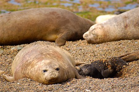 simsearch:700-00481653,k - Southern Elephant Seals, Punta Delgada, Peninsula Valdez, Chubut Province, Argentina, Patagonia Stock Photo - Rights-Managed, Code: 700-00481655