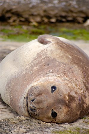 simsearch:700-00481653,k - Southern Elephant Seal, Punta Delgada, Peninsula Valdez, Chubut Province, Argentina, Patagonia Stock Photo - Rights-Managed, Code: 700-00481657